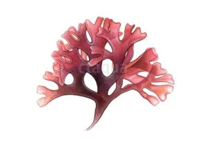 Chondrus-crispus-300x212
