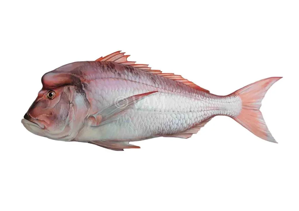 Dentex-gibbosus-1024x724