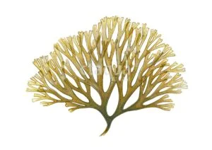 Dictyota-dichotoma-300x212