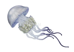 Rhizostoma-luteum-300x212